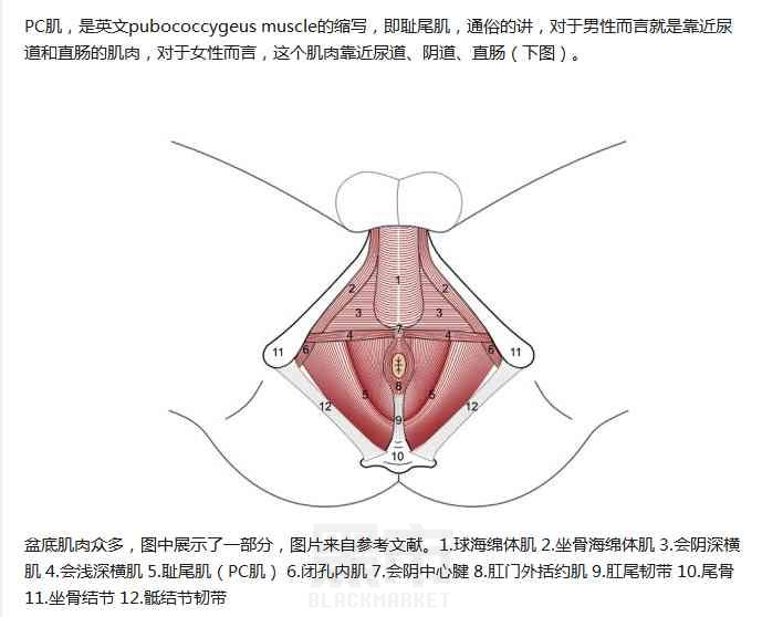 提高性功能的方法